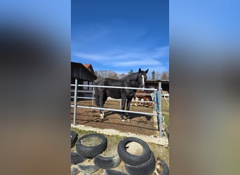 Hanoverian, Gelding, 10 years, 17 hh, Black
