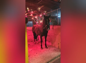 Hanoverian, Gelding, 10 years, 17 hh, Black