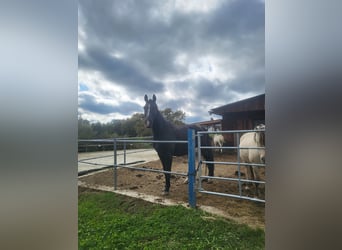Hanoverian, Gelding, 10 years, 17 hh, Black