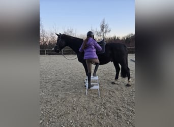 Hanoverian, Gelding, 10 years, 17 hh, Black