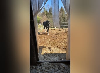 Hanoverian, Gelding, 10 years, 17 hh, Black
