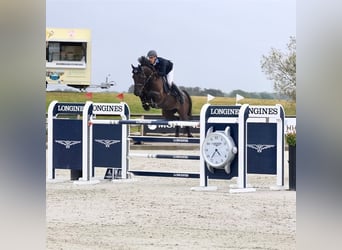Hanoverian, Gelding, 10 years, 17 hh, Black
