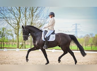 Hanoverian, Gelding, 10 years, 17 hh, Black