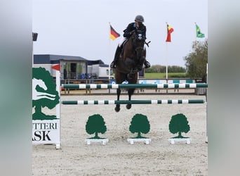 Hanoverian, Gelding, 10 years, 17 hh, Black