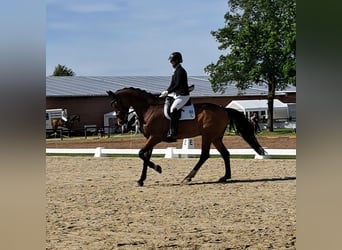 Hanoverian, Gelding, 10 years, 17 hh, Brown