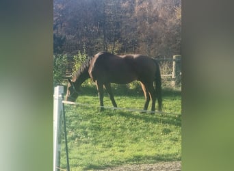 Hanoverian, Gelding, 10 years, 17 hh, Brown
