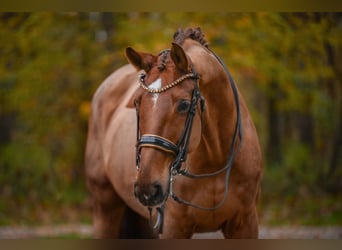 Hanoverian, Gelding, 10 years, 17 hh, Chestnut