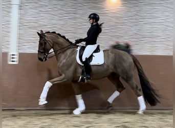 Hanoverian, Gelding, 10 years, 17 hh, Chestnut