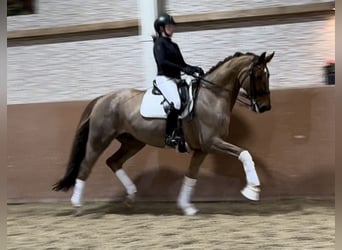 Hanoverian, Gelding, 10 years, 17 hh, Chestnut