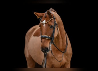 Hanoverian, Gelding, 10 years, 17 hh, Chestnut