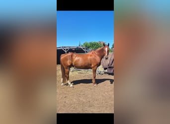 Hanoverian, Gelding, 10 years, 17 hh, Chestnut-Red
