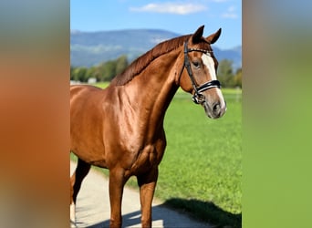Hanoverian, Gelding, 10 years, 17 hh, Chestnut-Red