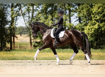Hanoverian, Gelding, 10 years, 17 hh, Smoky-Black