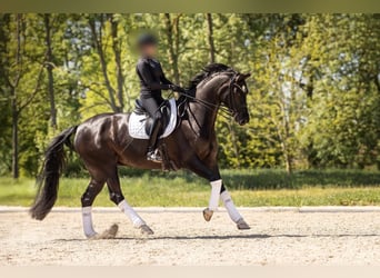 Hanoverian, Gelding, 10 years, 17 hh, Smoky-Black