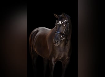 Hanoverian, Gelding, 10 years, 17 hh, Smoky-Black