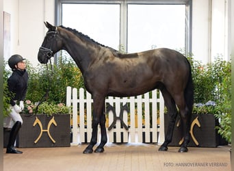 Hanoverian, Gelding, 10 years, 17,1 hh, Black