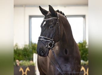 Hanoverian, Gelding, 10 years, 17,1 hh, Black