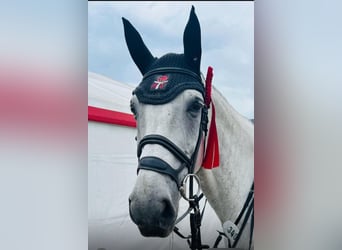 Hanoverian, Gelding, 10 years, 17,1 hh, Gray