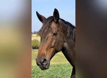 Hanoverian, Gelding, 10 years, 17,2 hh, Bay-Dark
