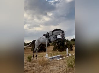 Hanoverian, Gelding, 10 years, 17,2 hh, Grey