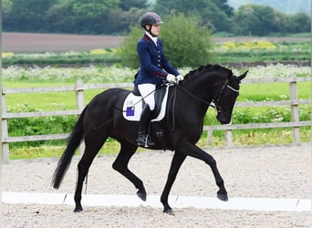 Hanoverian, Gelding, 10 years, Black