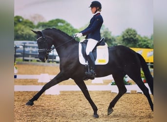 Hanoverian, Gelding, 10 years, Black