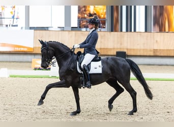 Hanoverian, Gelding, 10 years, Black