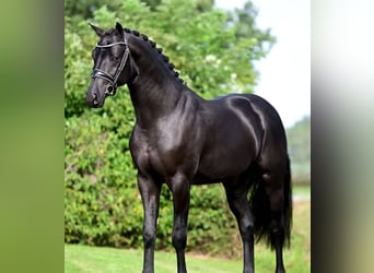 Hanoverian, Gelding, 10 years, Black