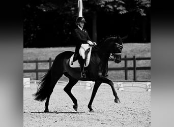 Hanoverian, Gelding, 10 years, Black