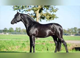 Hanoverian, Gelding, 10 years, Black