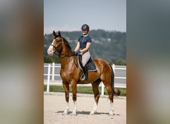 Hanoverian, Gelding, 10 years, Brown