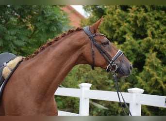 Hanoverian, Gelding, 10 years, Chestnut-Red