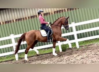 Hanoverian, Gelding, 10 years, Chestnut-Red