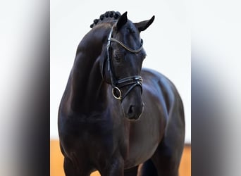 Hanoverian, Gelding, 10 years