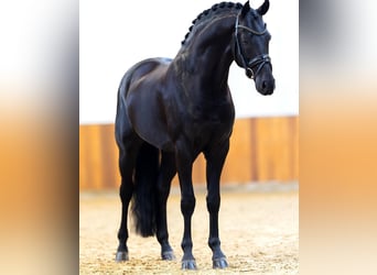 Hanoverian, Gelding, 10 years