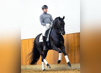 Hanoverian, Gelding, 10 years