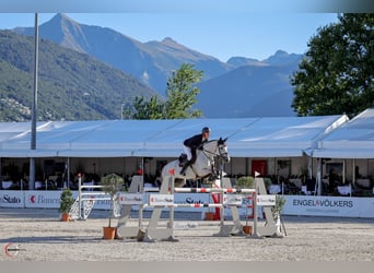 Hanoverian, Gelding, 10 years, Grey