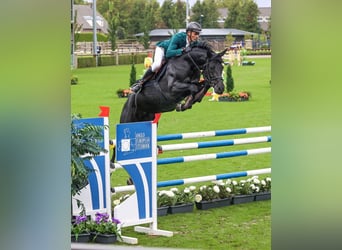 Hanoverian, Gelding, 10 years