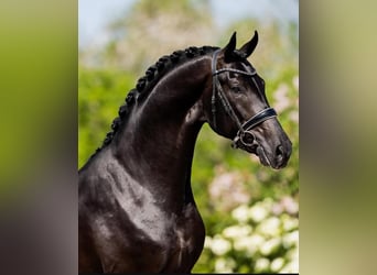 Hanoverian, Gelding, 10 years