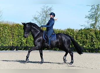 Hanoverian, Gelding, 10 years