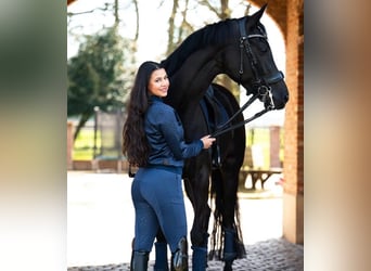 Hanoverian, Gelding, 10 years