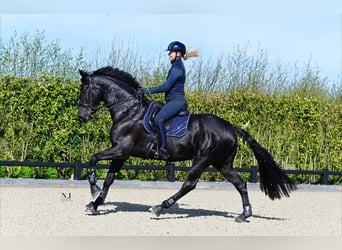Hanoverian, Gelding, 10 years