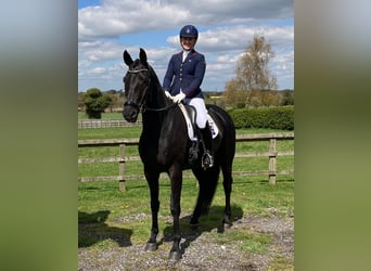 Hanoverian, Gelding, 10 years