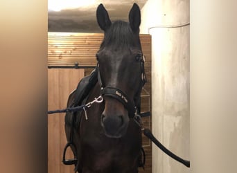 Hanoverian, Gelding, 11 years, 16,1 hh, Black