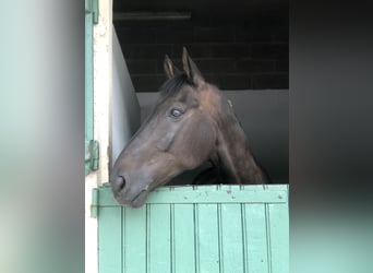 Hanoverian, Gelding, 11 years, 16,1 hh, Black