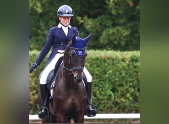 Hanoverian, Gelding, 11 years, 16,1 hh, Black