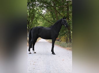 Hanoverian, Gelding, 11 years, 16.1 hh, Black