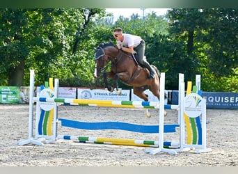 Hanoverian, Gelding, 11 years, 16.1 hh, Brown