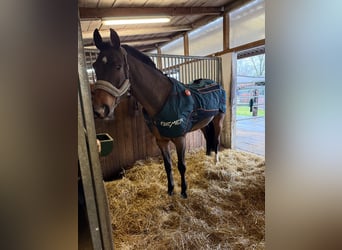 Hanoverian, Gelding, 11 years, 16.1 hh, Brown