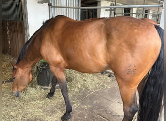 Hanoverian, Gelding, 11 years, 16.1 hh, Brown